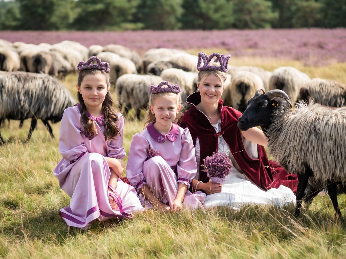 Heideköniginnen mit Heidschnucken in der Heide