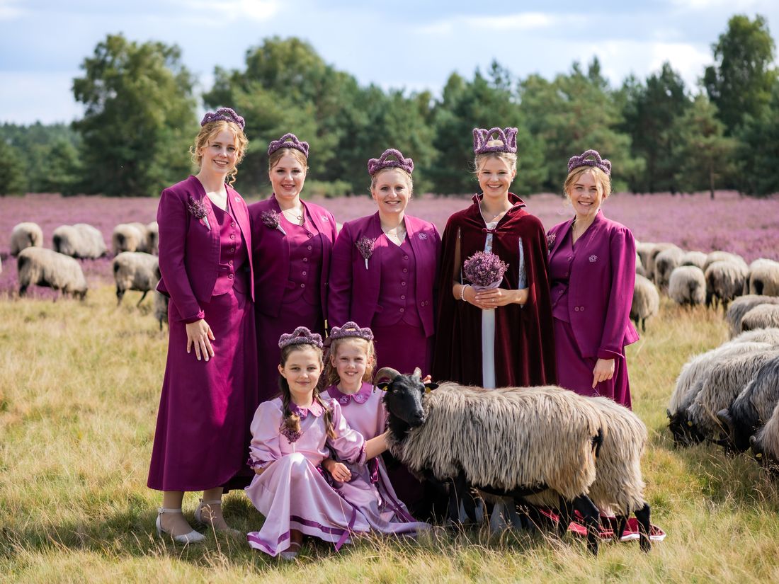 Heideköniginnen mit Heidschnucken in der blühenden Heide